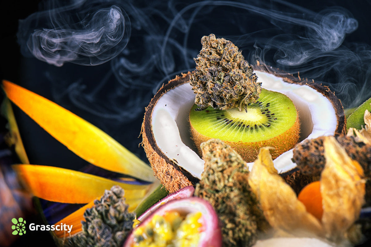 what are terpenes