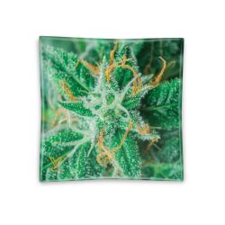 V Syndicate Blazin Glass Ashtray | Strain AK-47