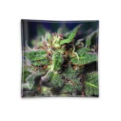 V Syndicate Blazin Glass Ashtray | Blue Dream