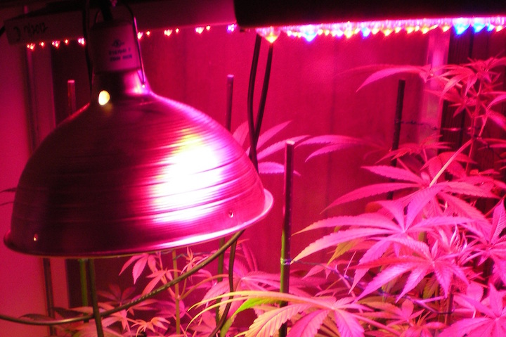 The Best Marijuana Grow Light