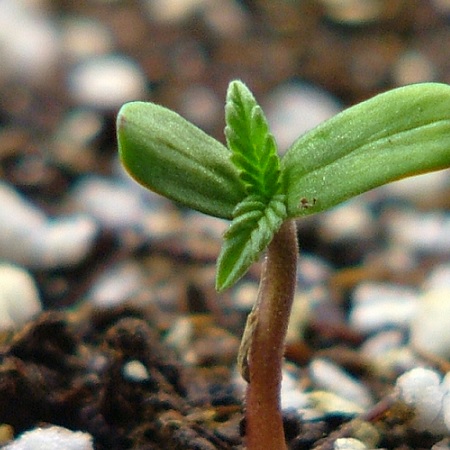Cannabis plant growth