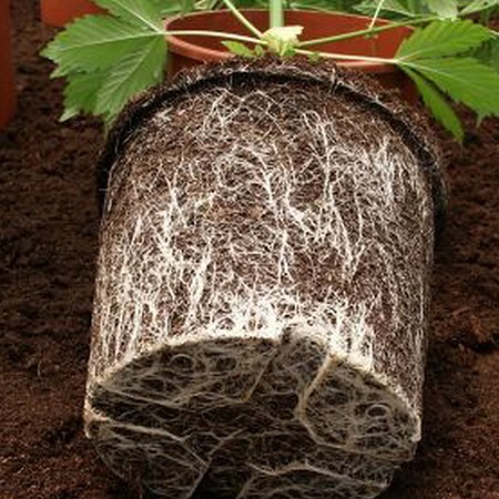 Cannabis root system