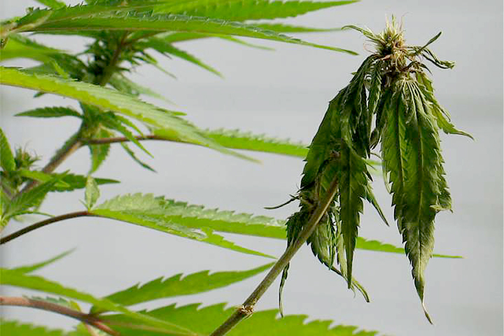 The Effect Of Fusarium On Marijuana Plants