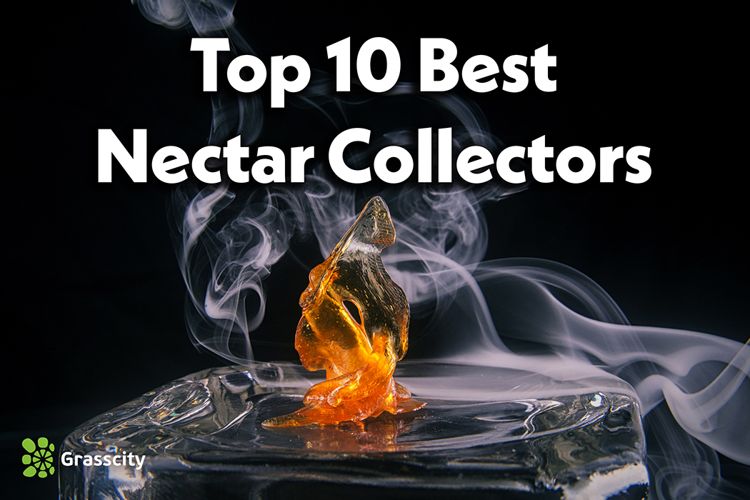 What is a Nectar Collector? Nectar Collector Definition